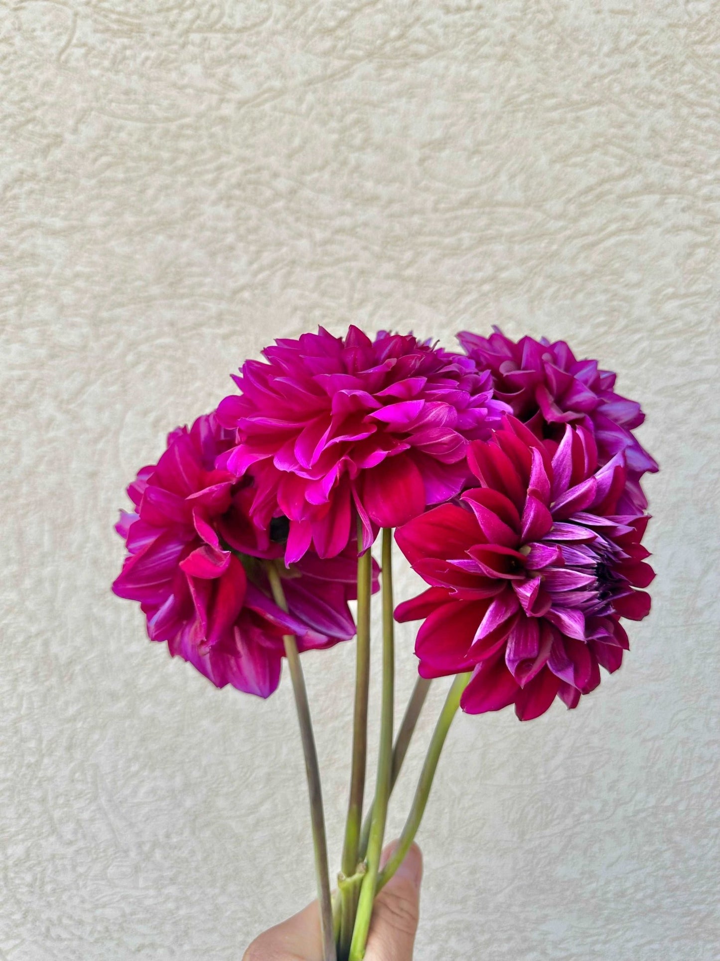 4 week dahlia flower bunch subscription (August - September) - Pedaling Petals