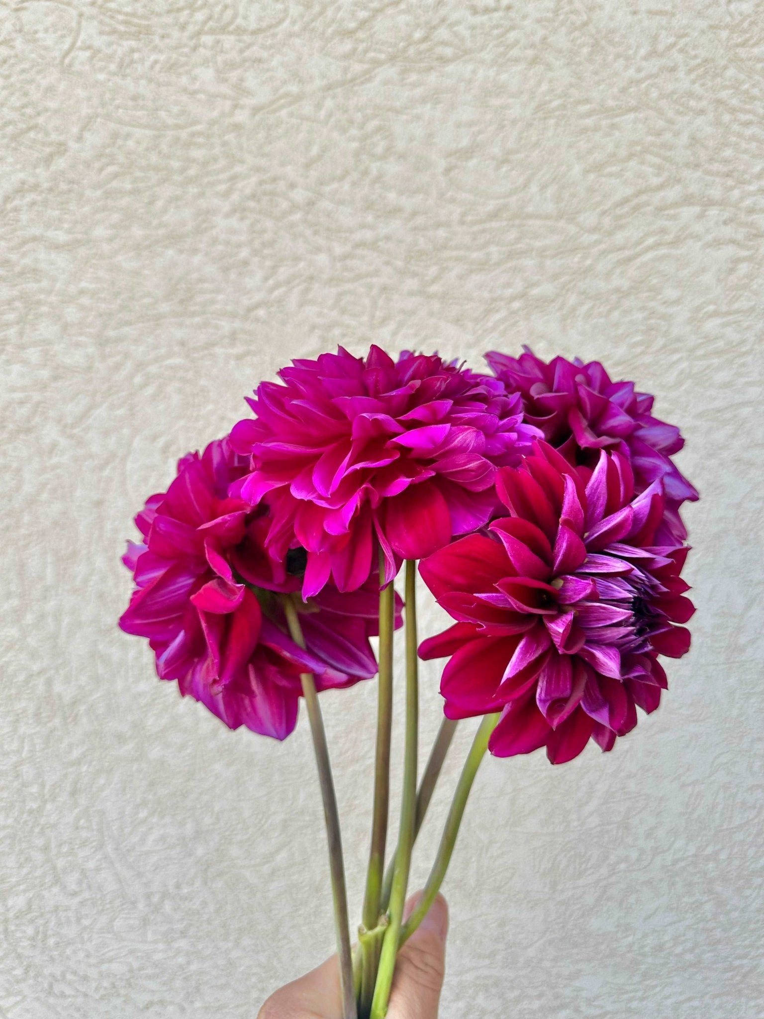 4 week dahlia flower bunch subscription (August - September) - Pedaling Petals