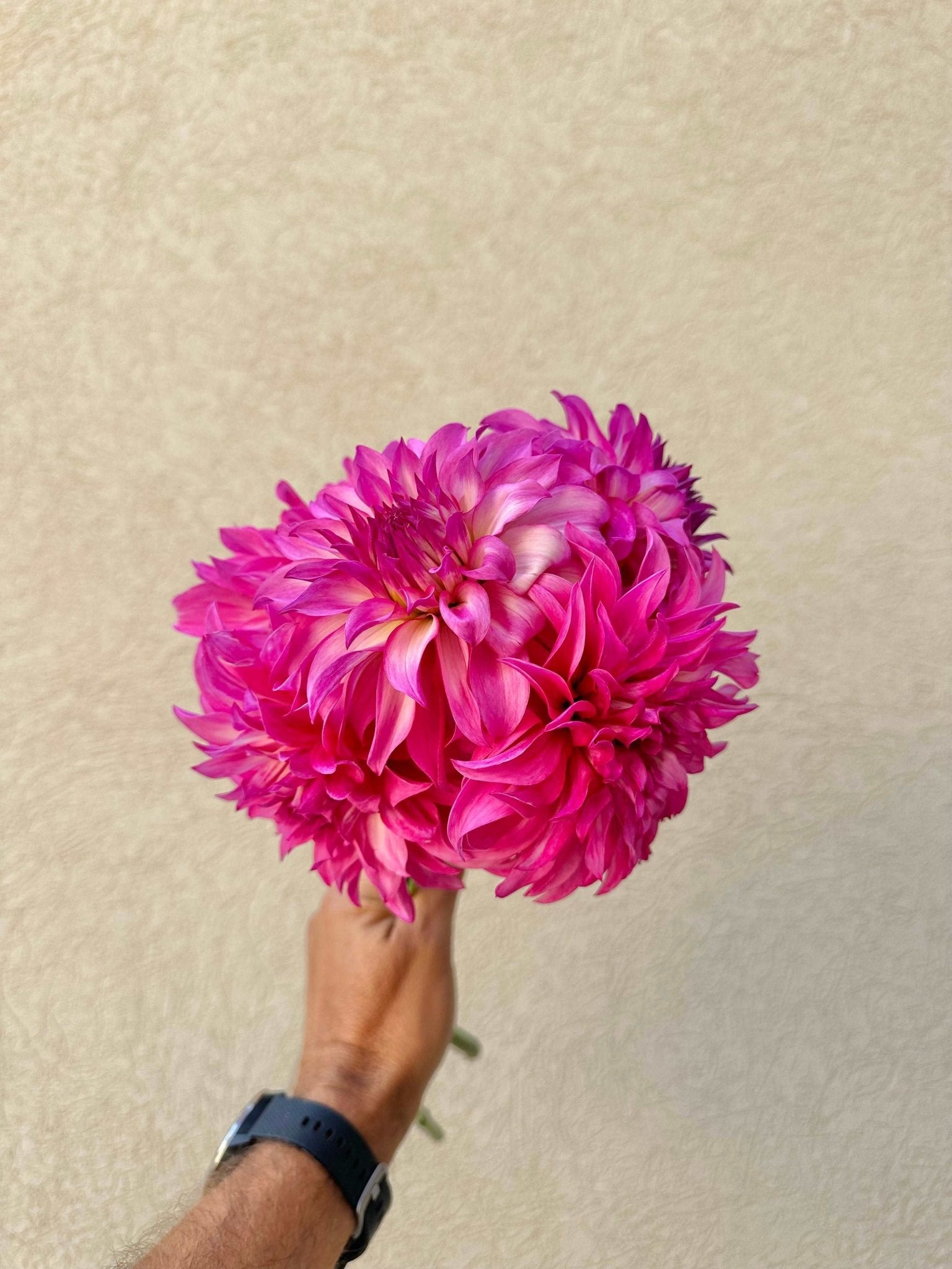 4 week dahlia flower bunch subscription (August - September) - Pedaling Petals