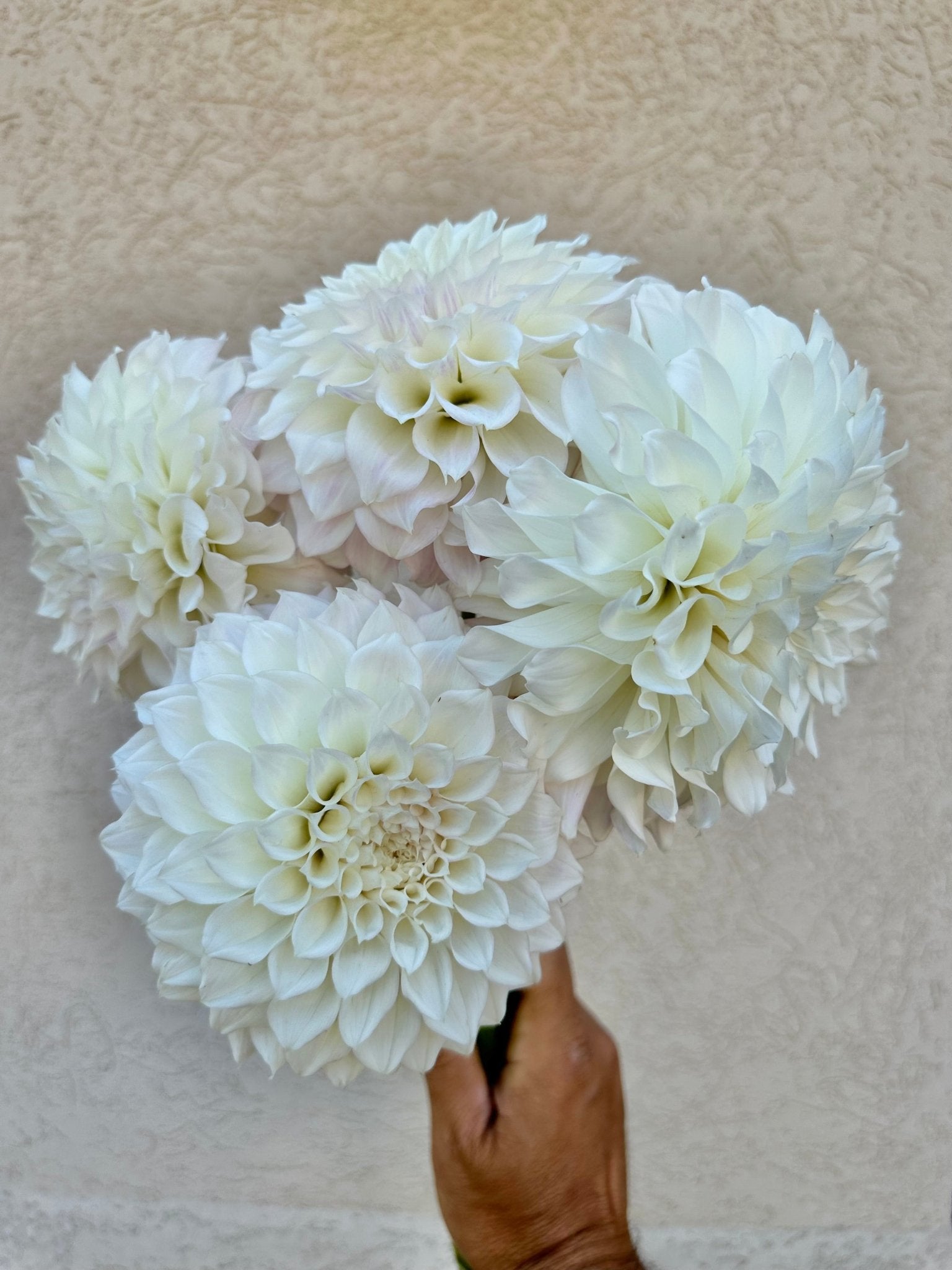 4 week dahlia flower bunch subscription (August - September) - Pedaling Petals