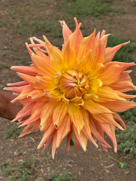 AC Ben dahlia