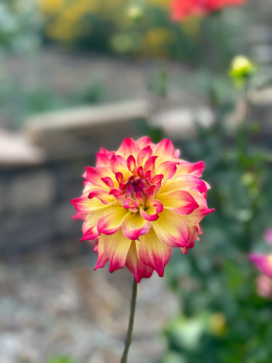 AC Rosebud dahlia