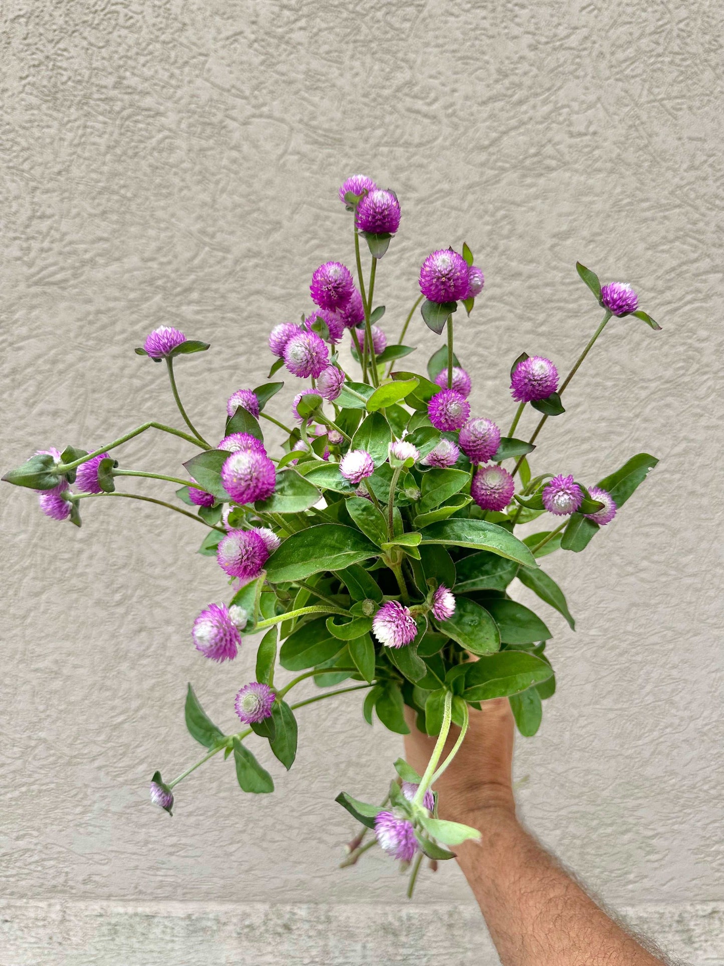 Atomic purple gomphrena flower bundle