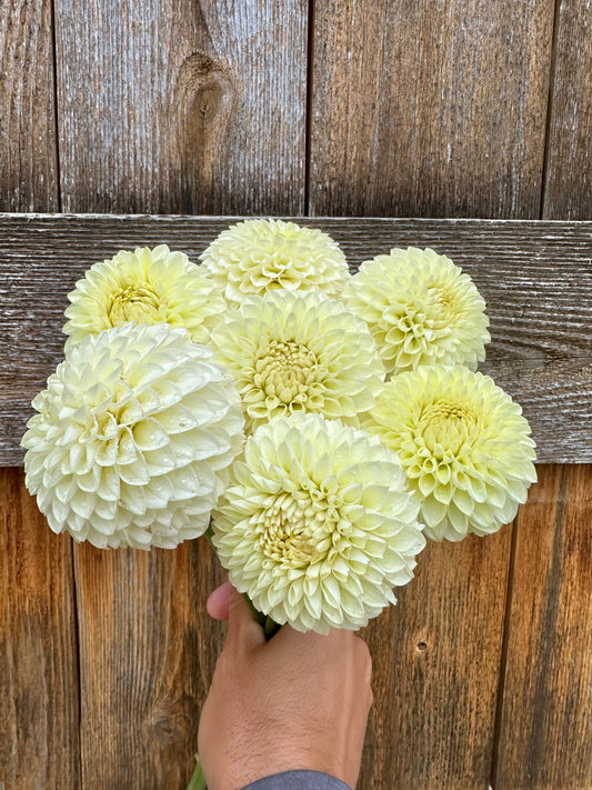 Barbarry Primrose dahlia