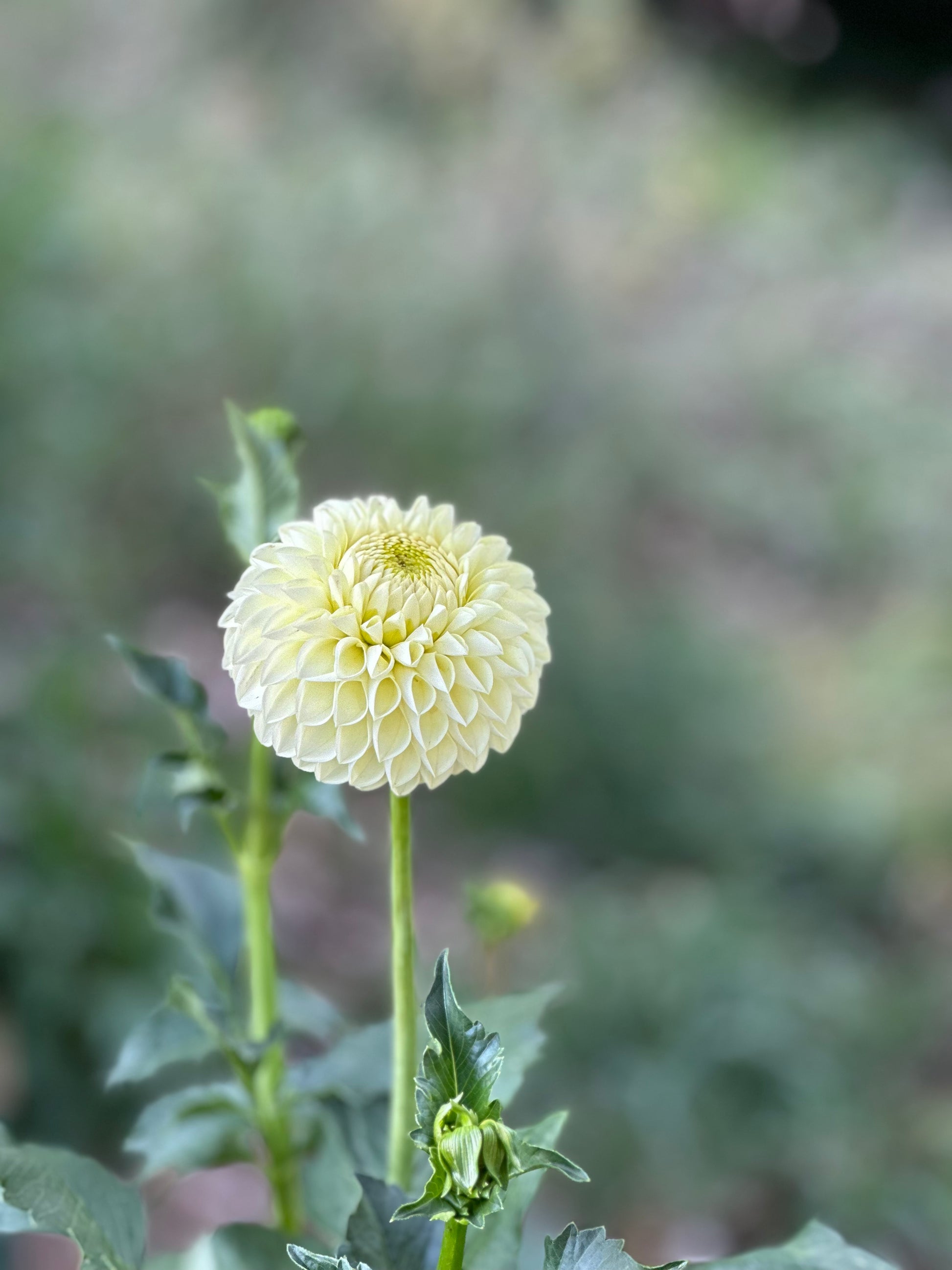 Barberry Valley Primrose dahlia