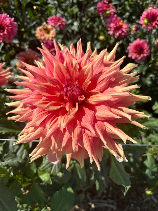 Belle of Barmera dahlia