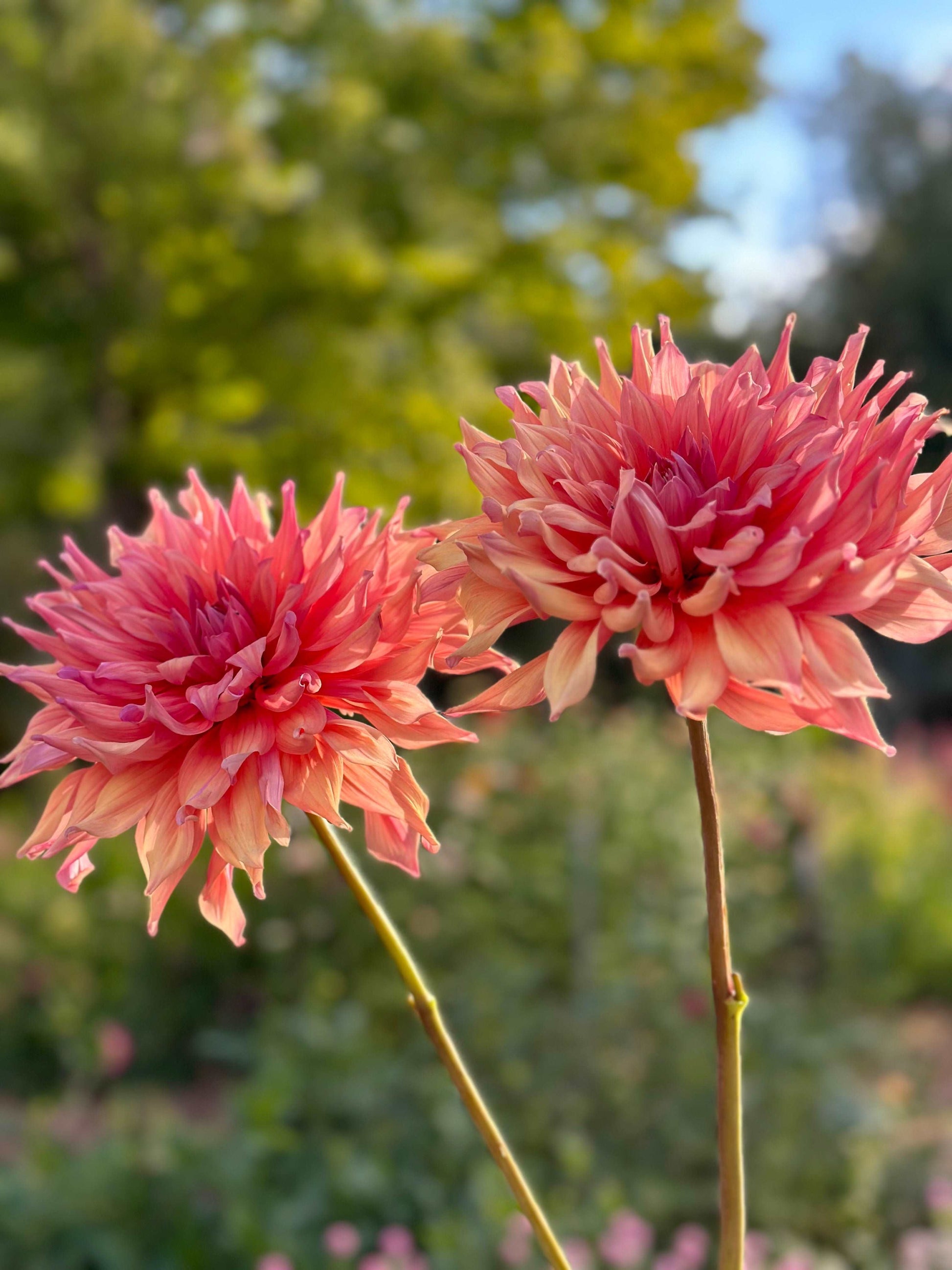 Belle of Barmera dahlia