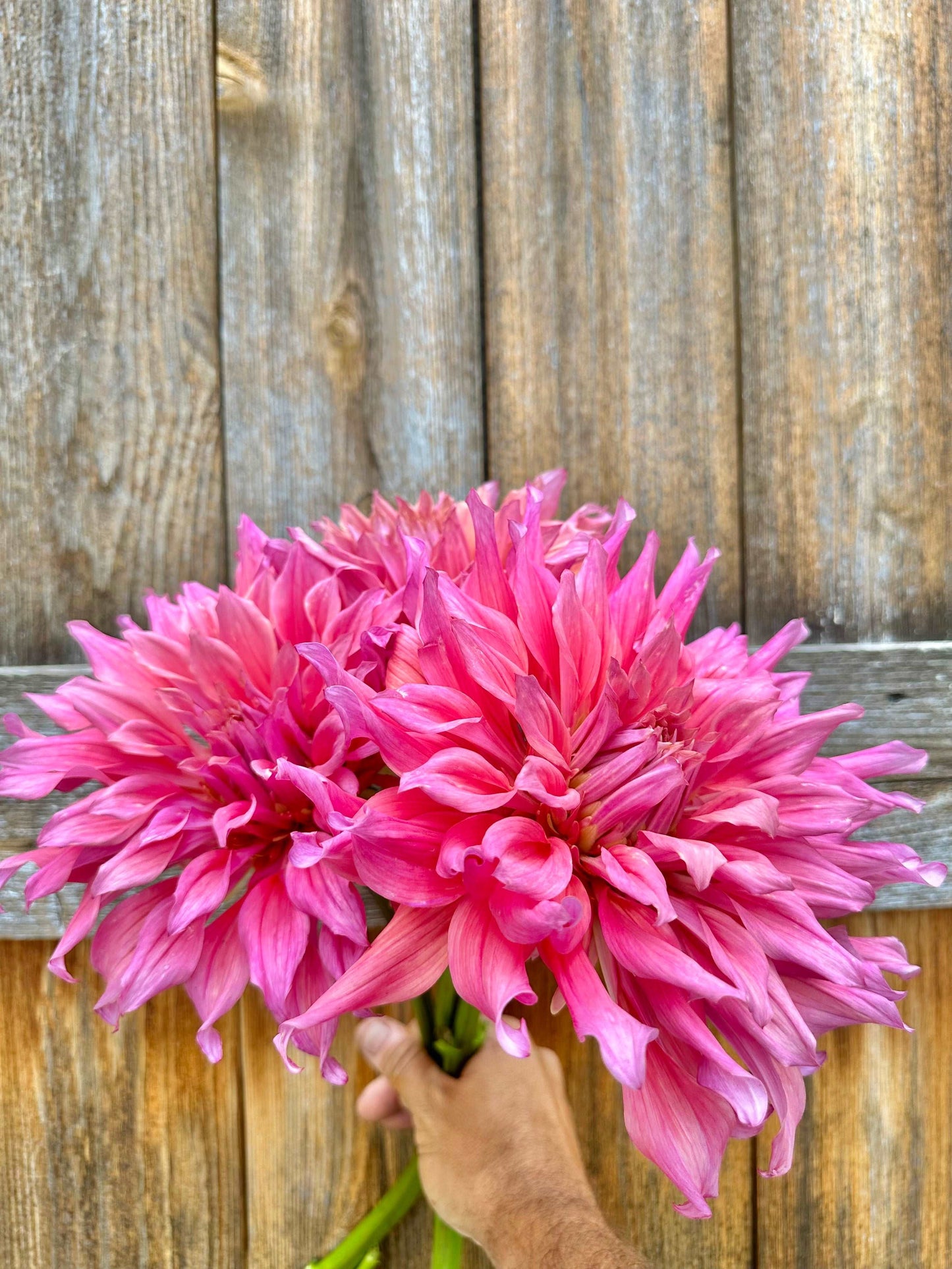 Belle of Barmera dahlia