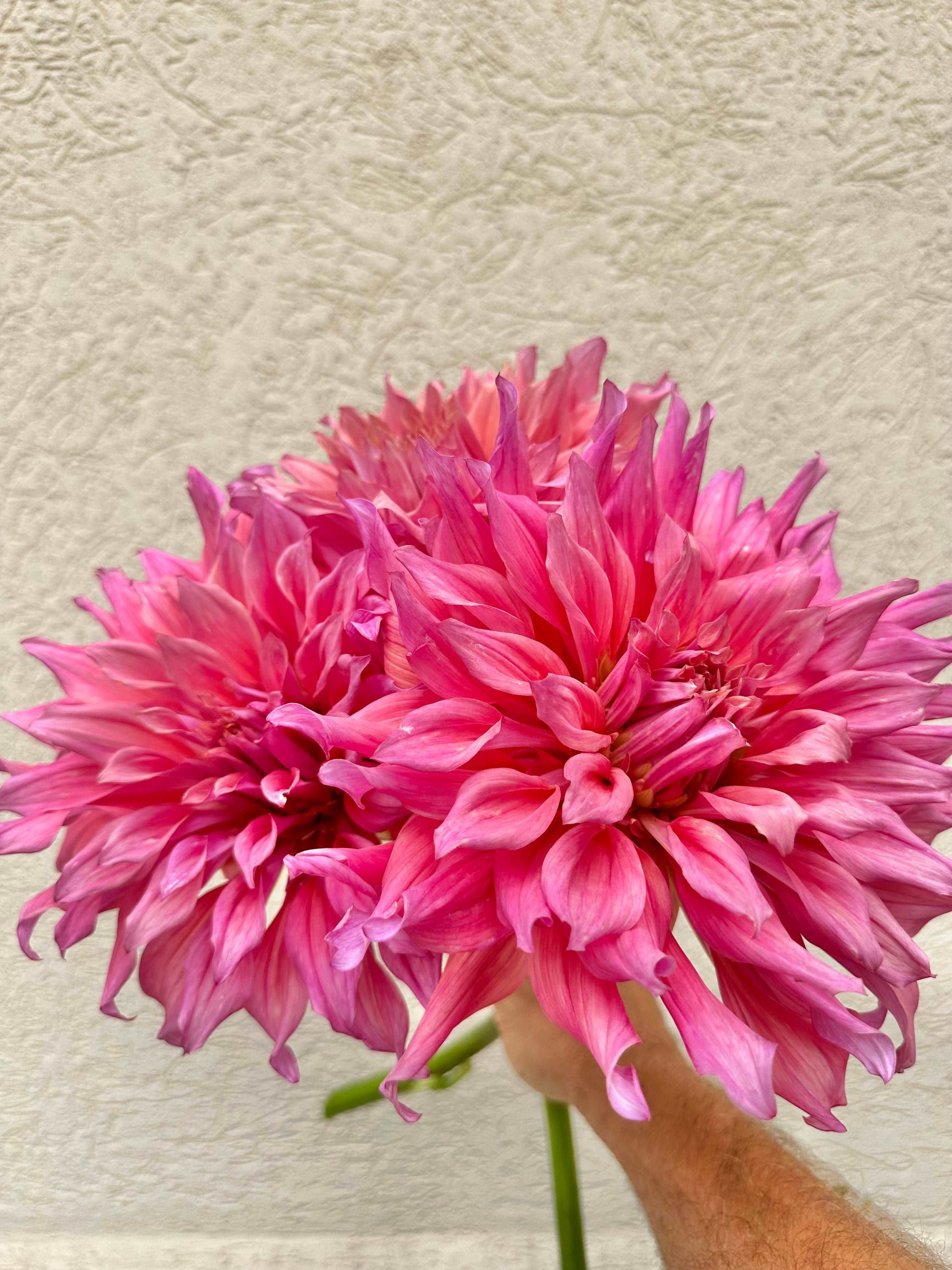 Belle of Barmera dahlia