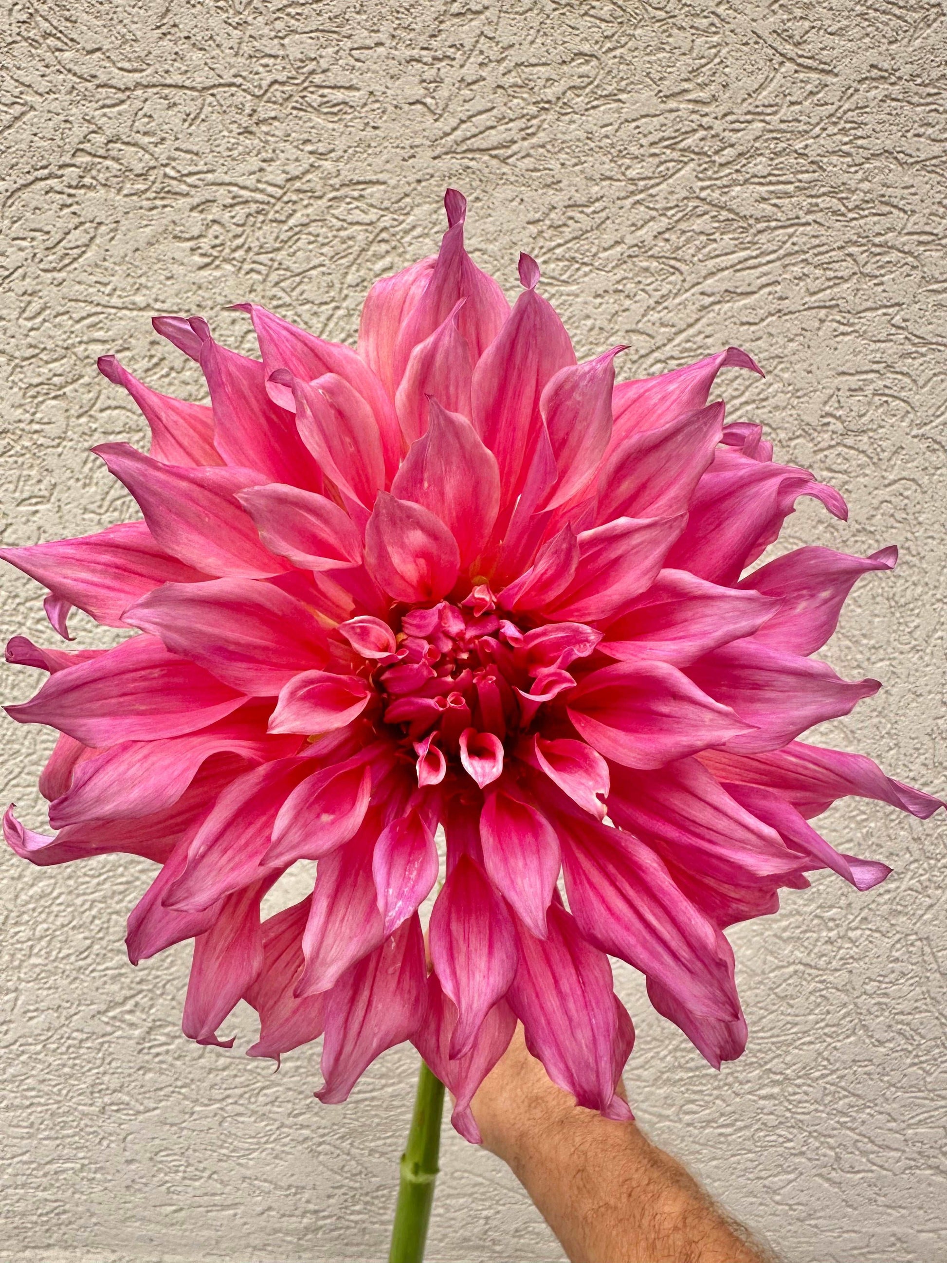 Belle of Barmera dahlia