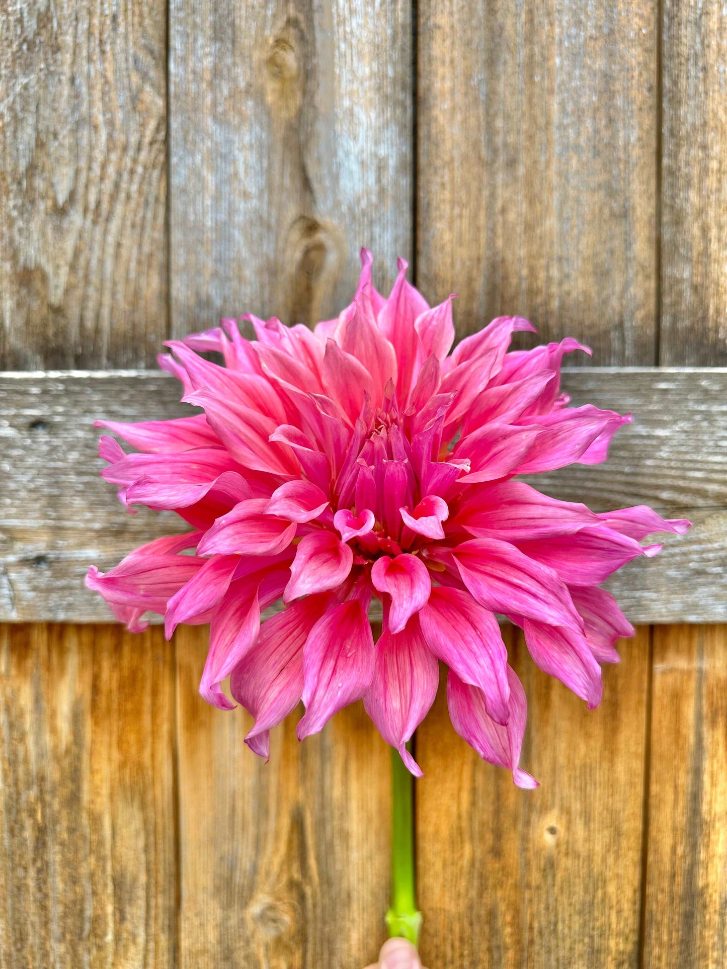 Belle of Barmera dahlia