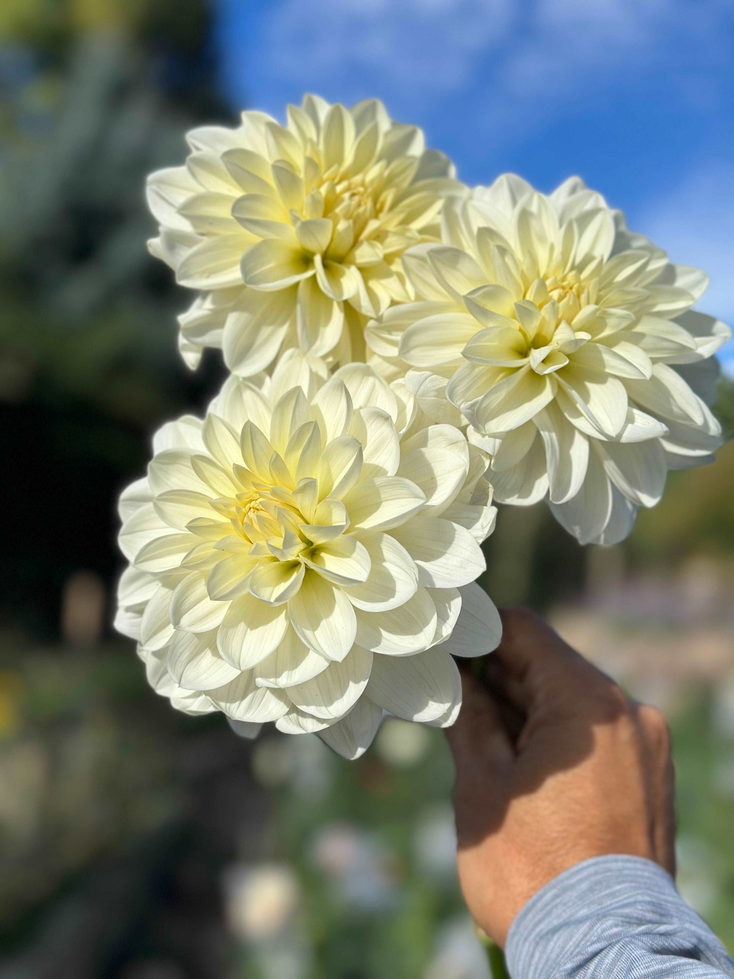 Blizzard dahlia