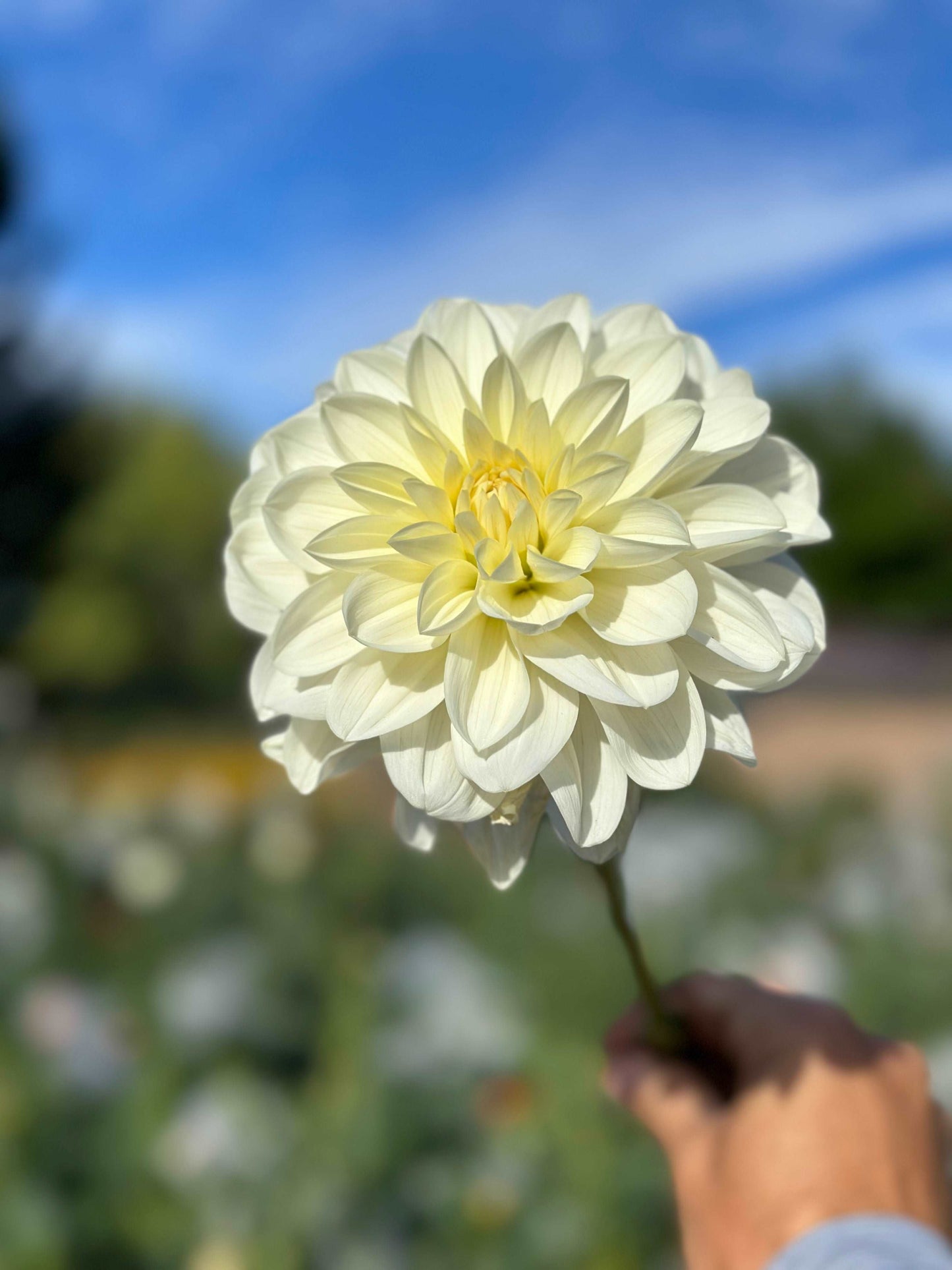 Blizzard dahlia