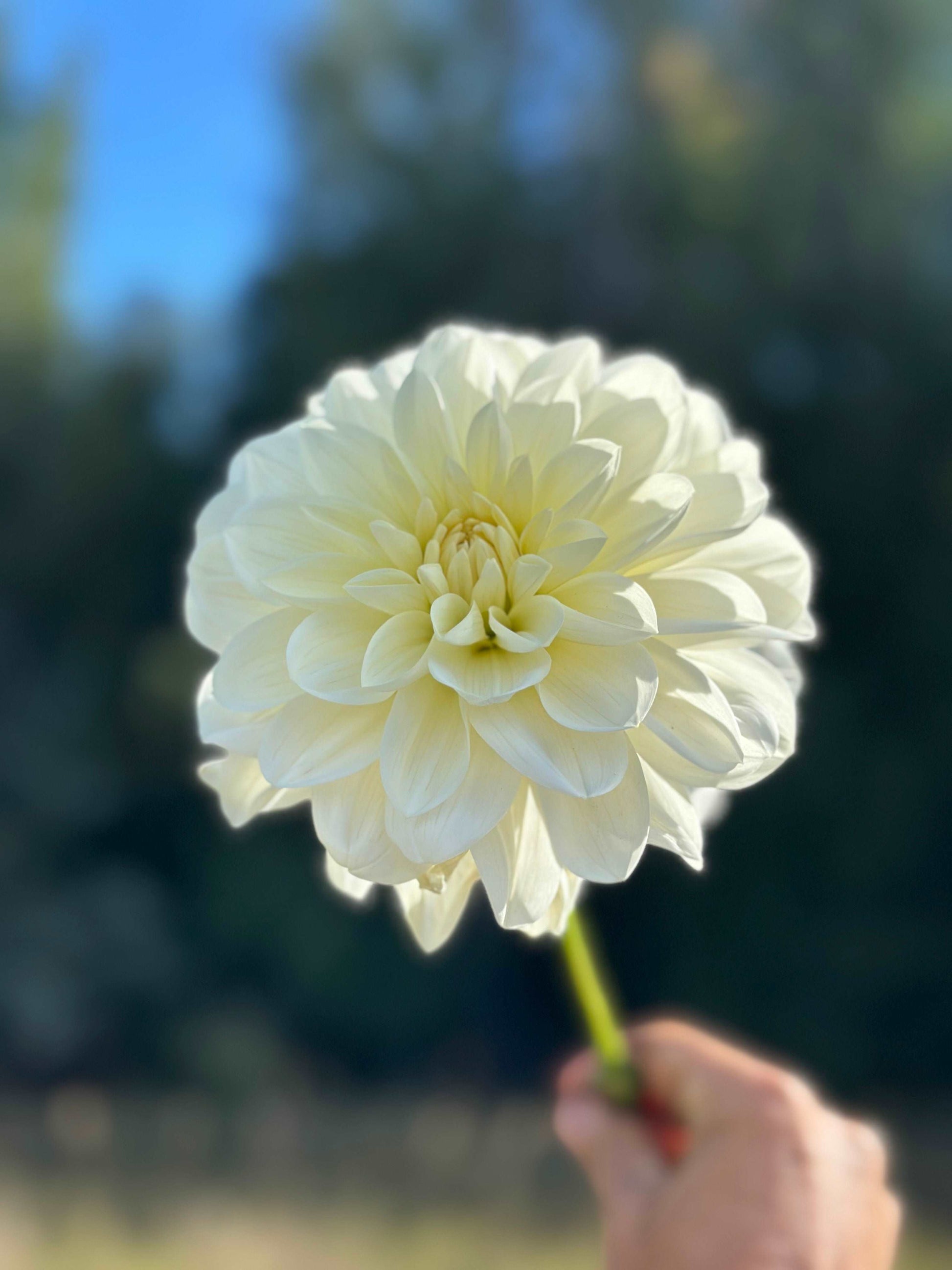 Blizzard dahlia