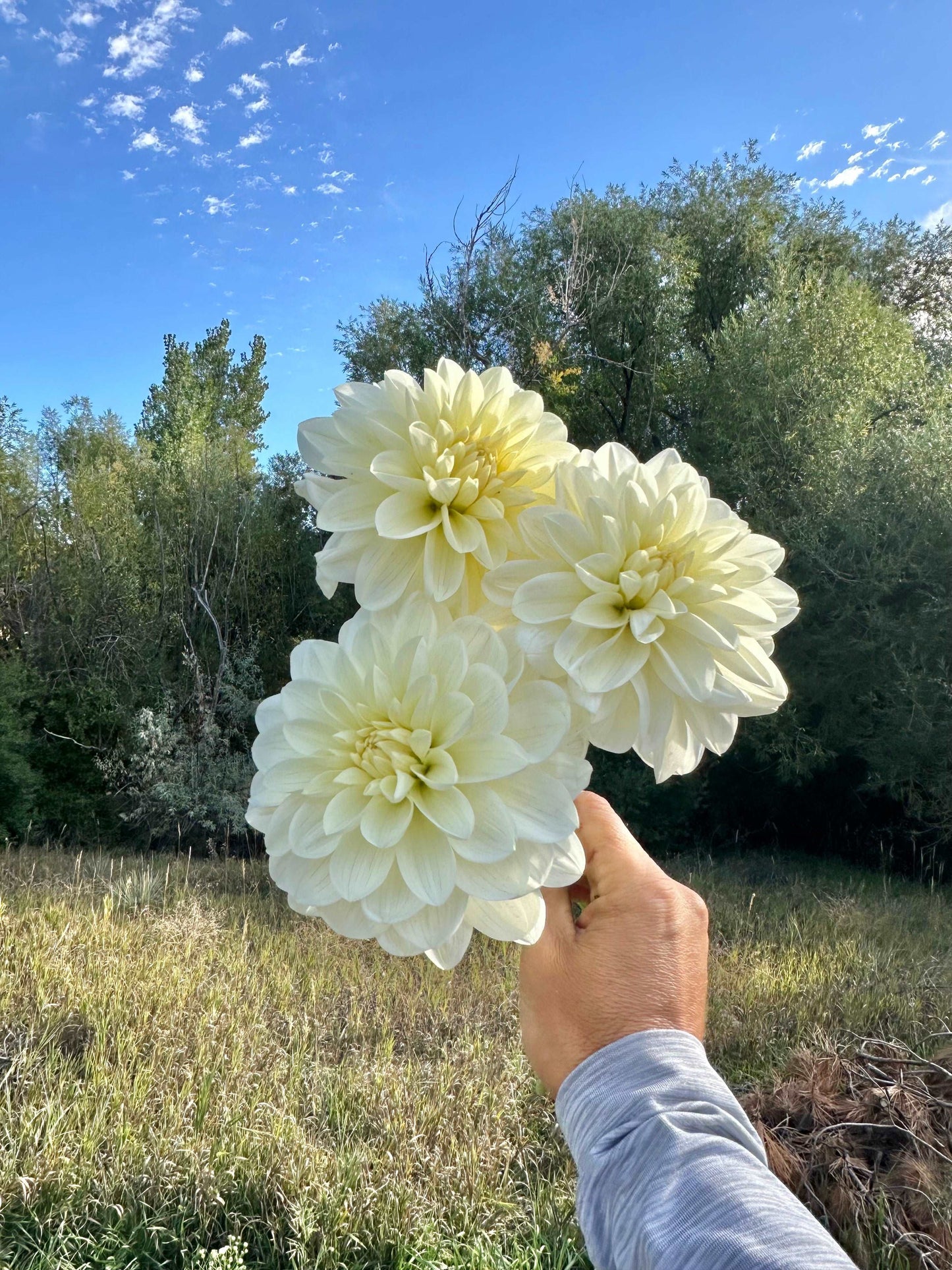 Blizzard dahlia