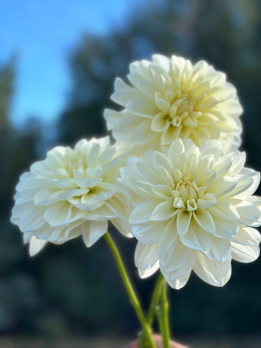 Blizzard dahlia