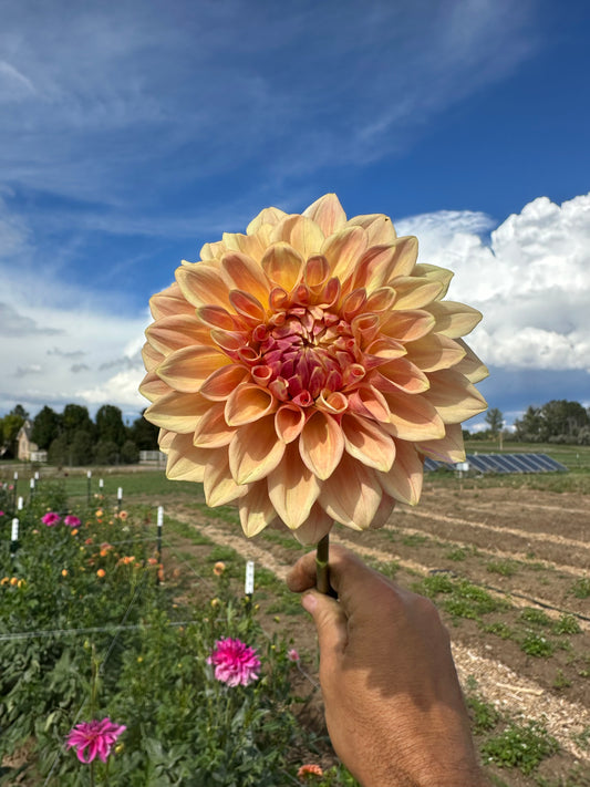 Bloomquist Alan dahlia