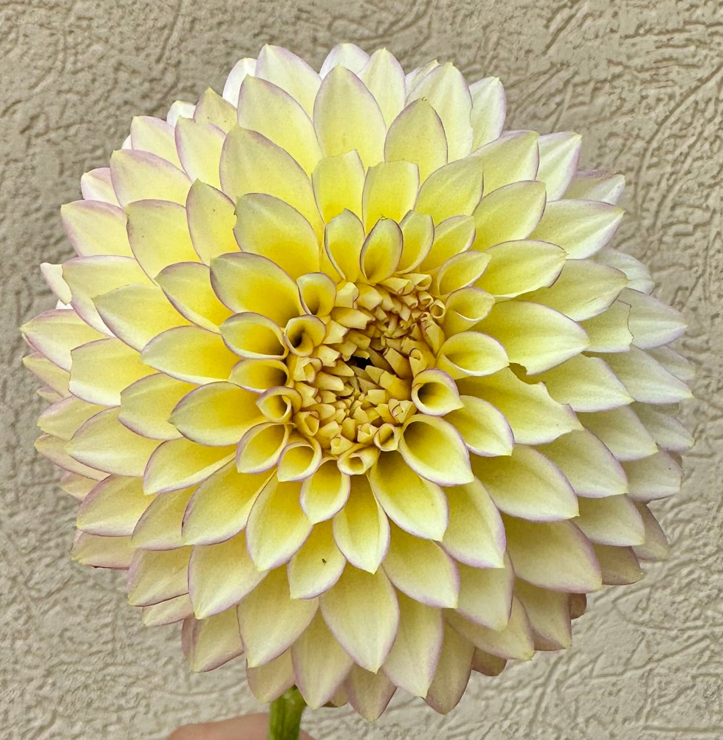 Bloomquist Blush dahlia