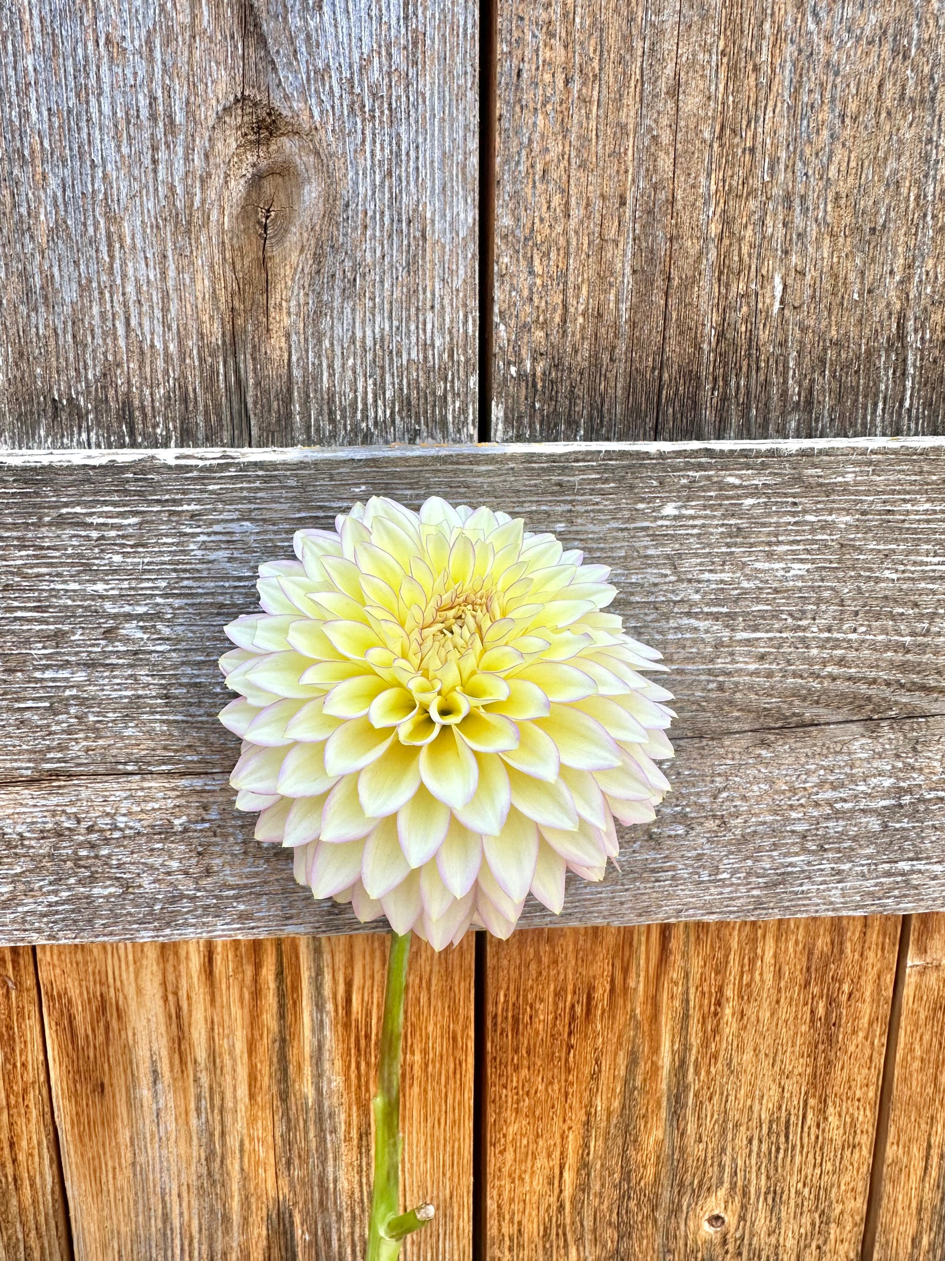 Bloomquist Blush dahlia