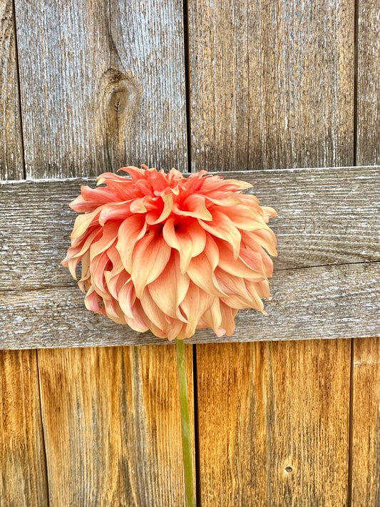 Bloomquist Pleasing dahlia
