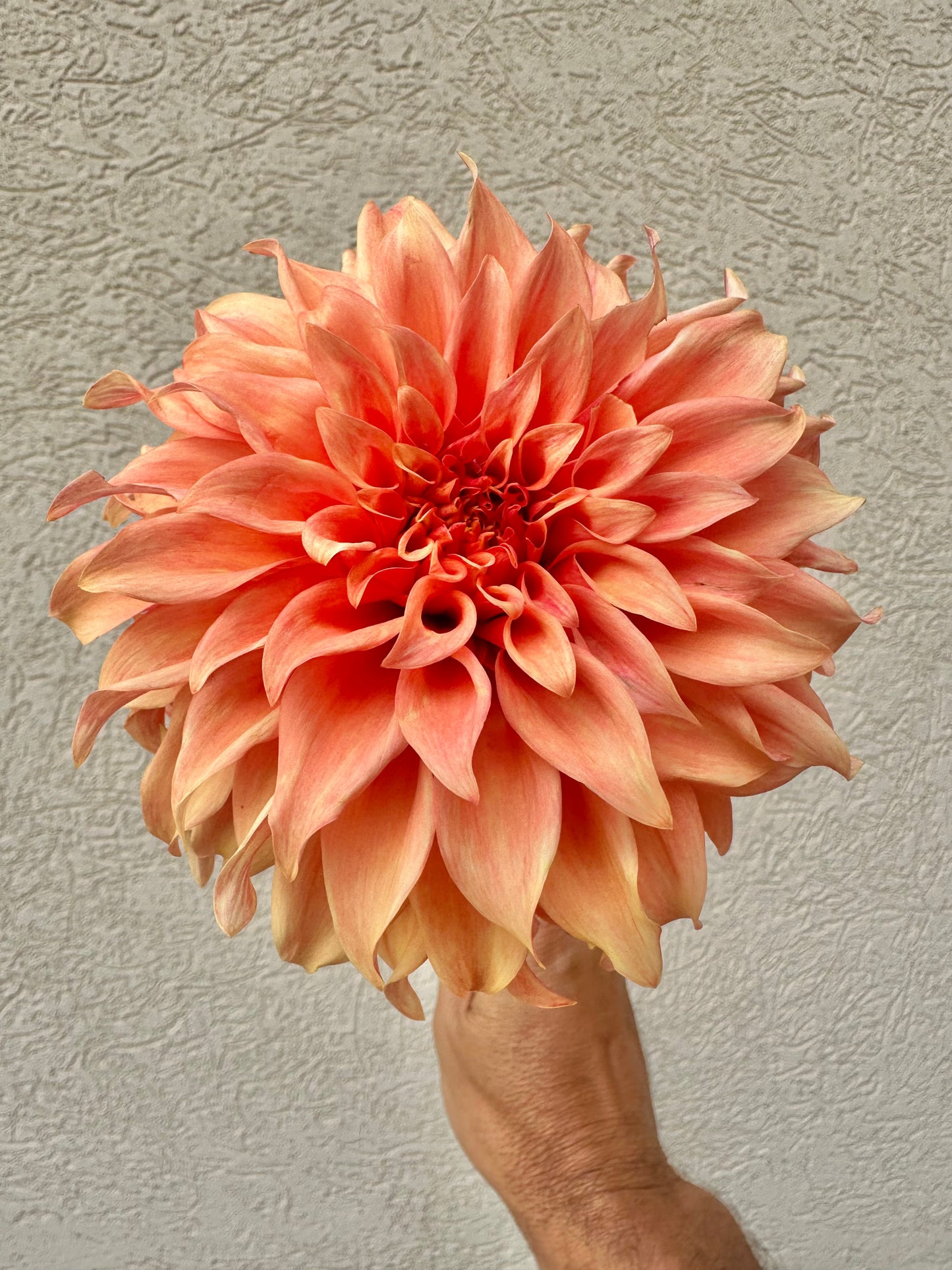 Bloomquist Pleasing dahlia