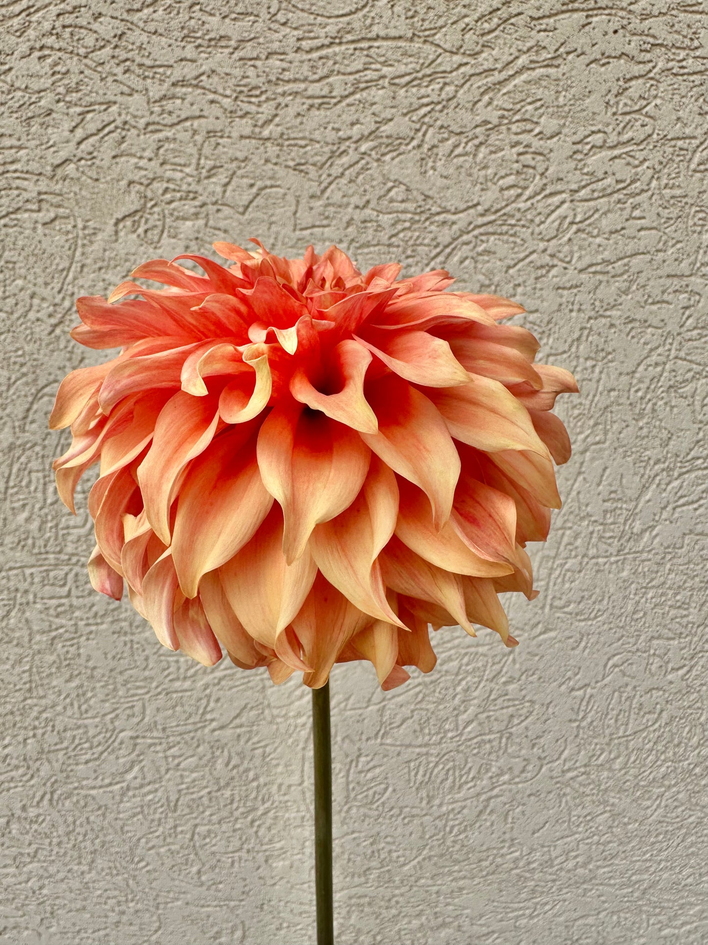 Bloomquist Pleasing dahlia