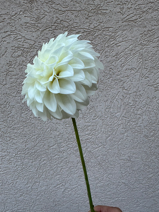 Bloomquist Snowy dahlia