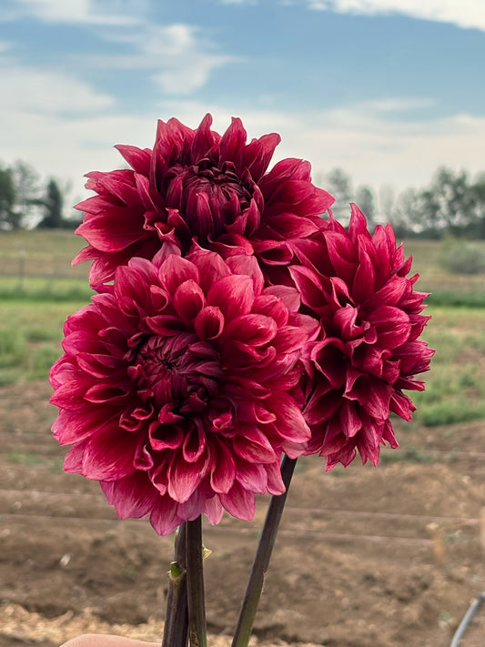Bloomquist York dahlia