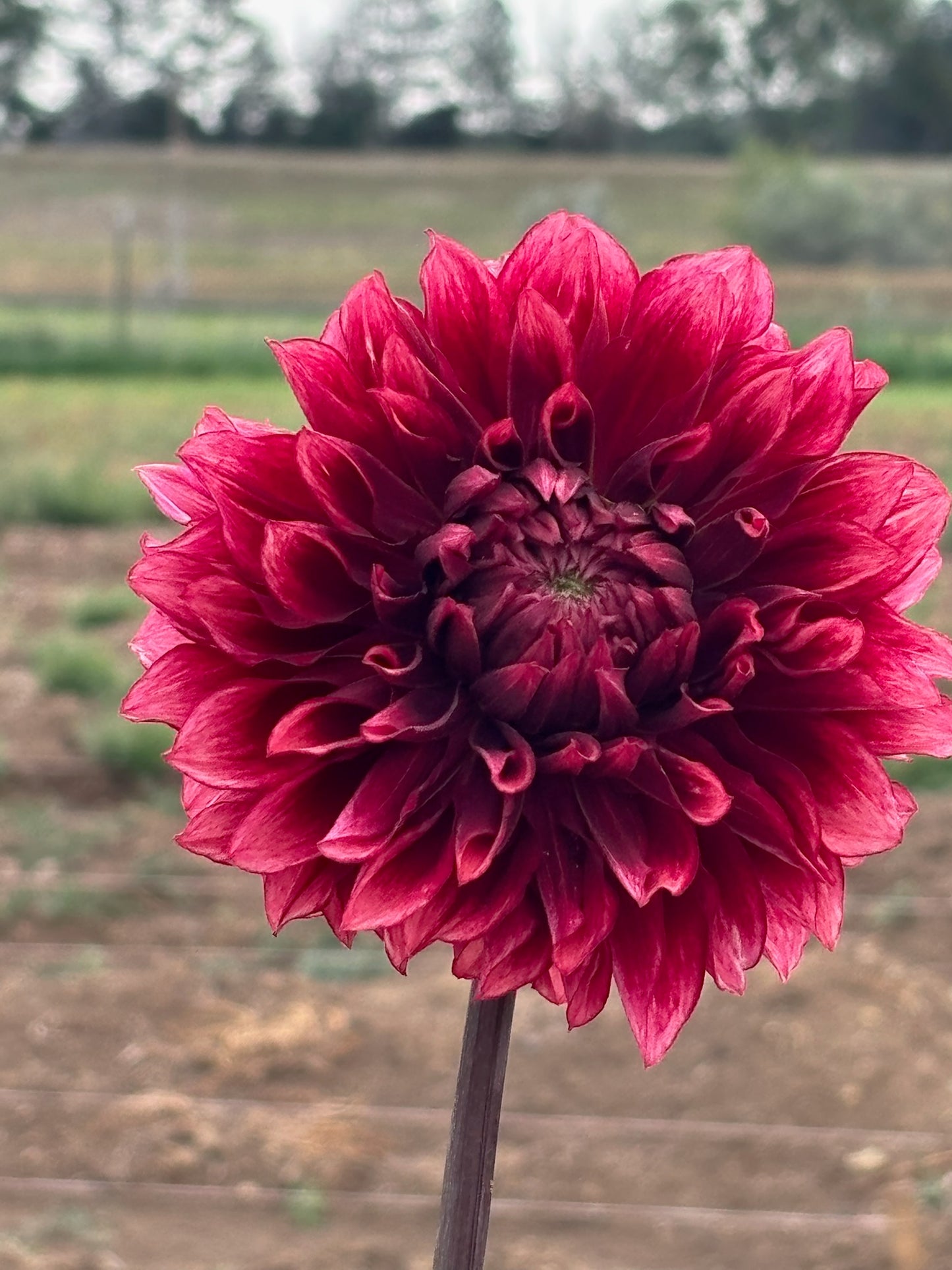 Bloomquist York dahlia