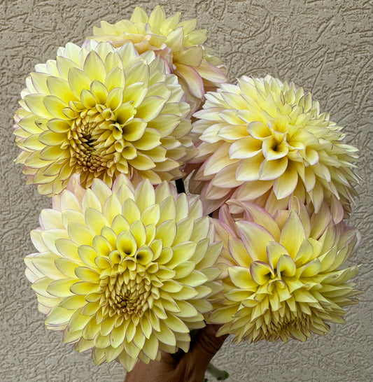 Bloomquist Blush dahlia