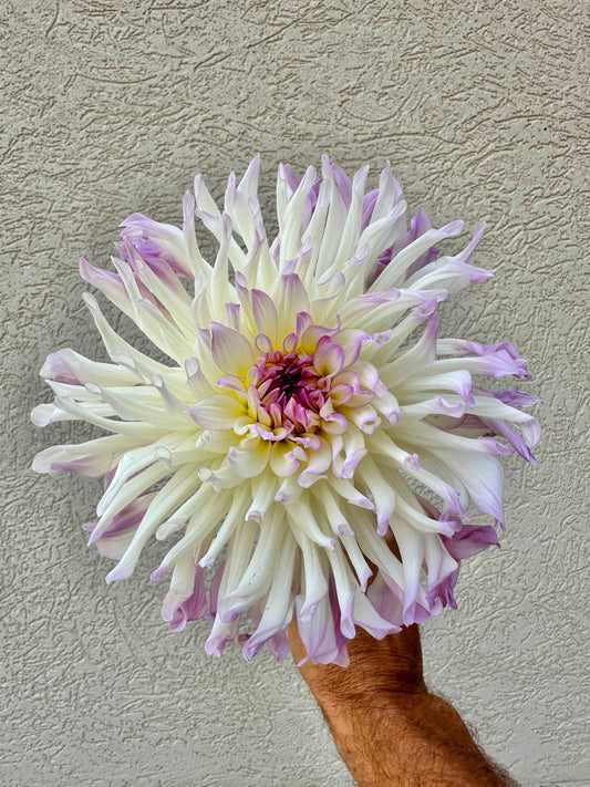 Bold Accent dahlia