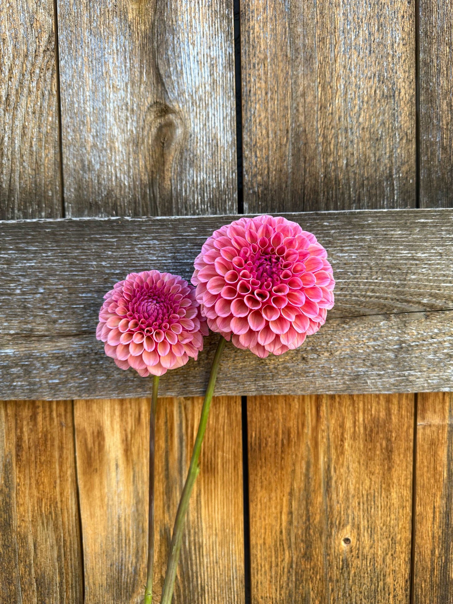 Bracken Rose dahlia