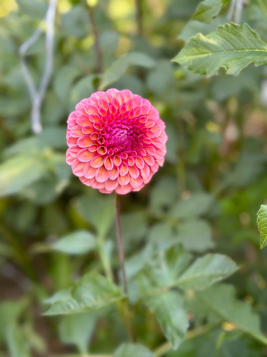 Bracken Rose dahlia