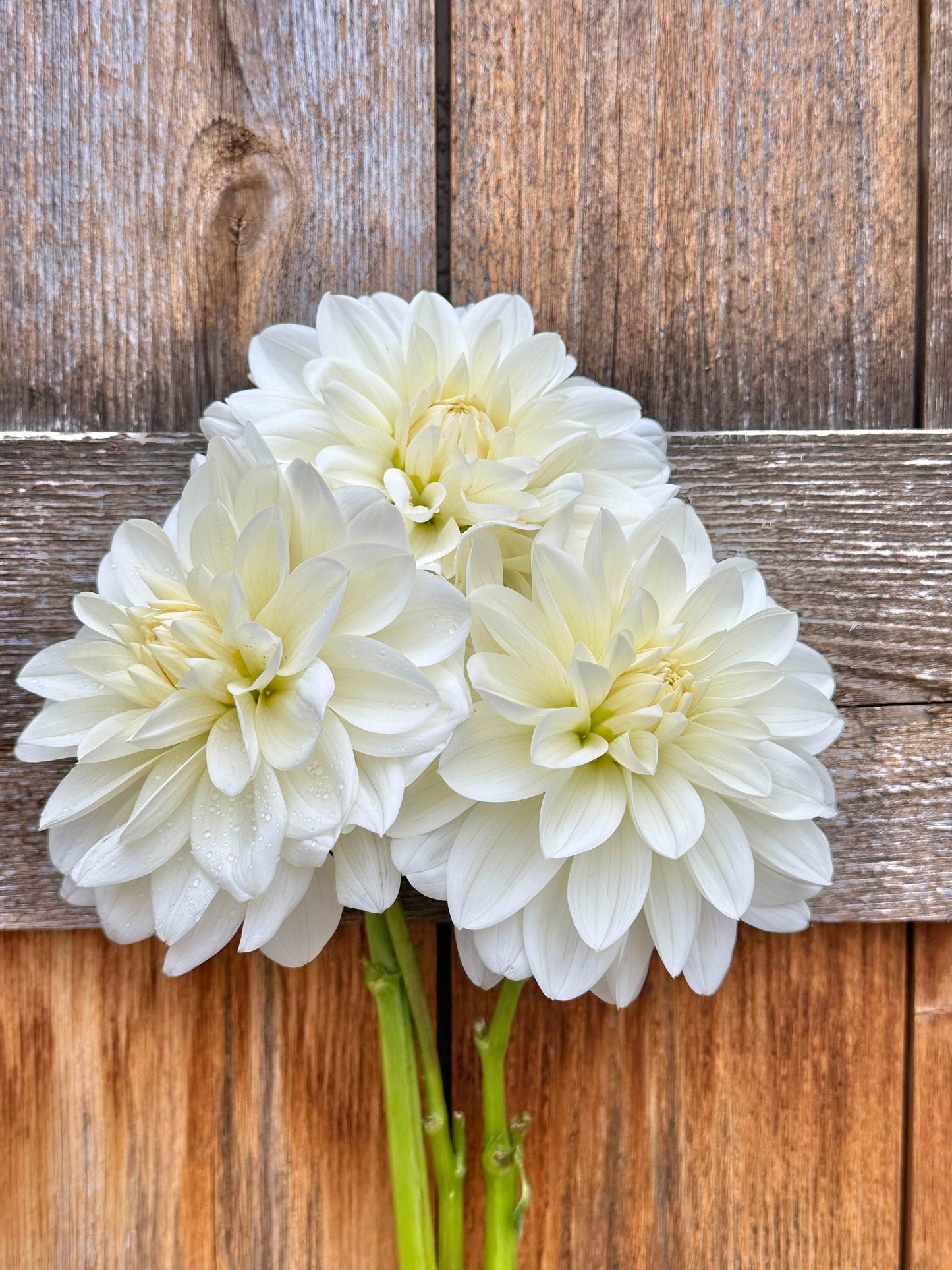 Bridezilla dahlia