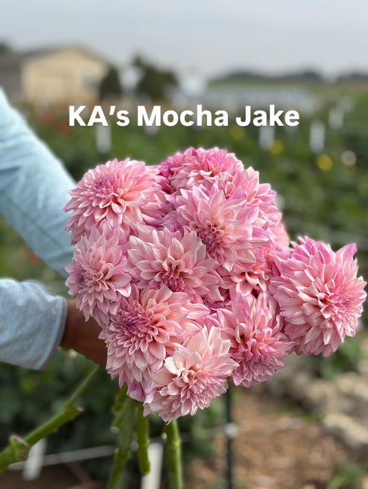 KA’s® Mocha Jake dahlia tuber bundle - 5pack