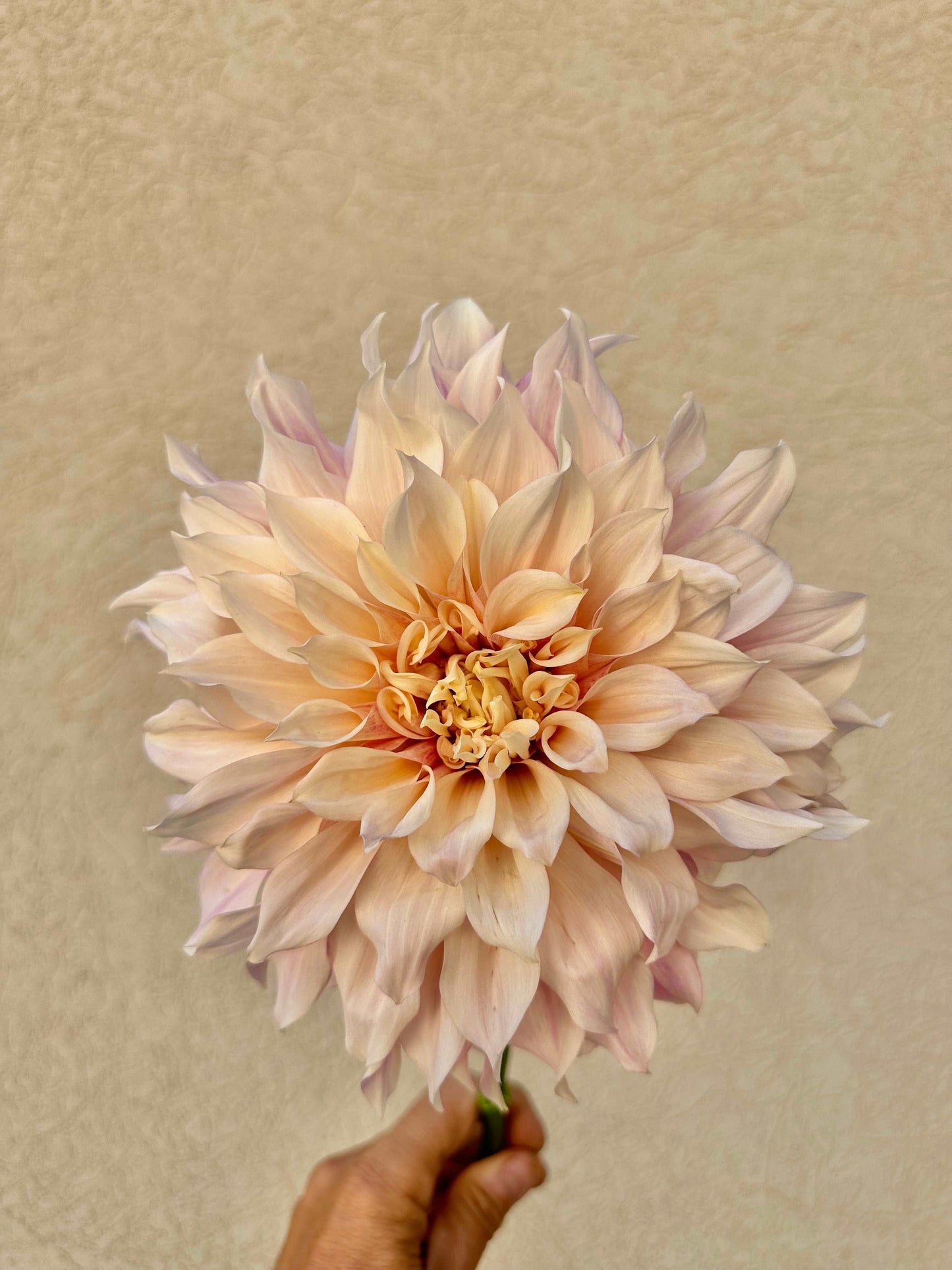 Cafe Au Lait dahlia