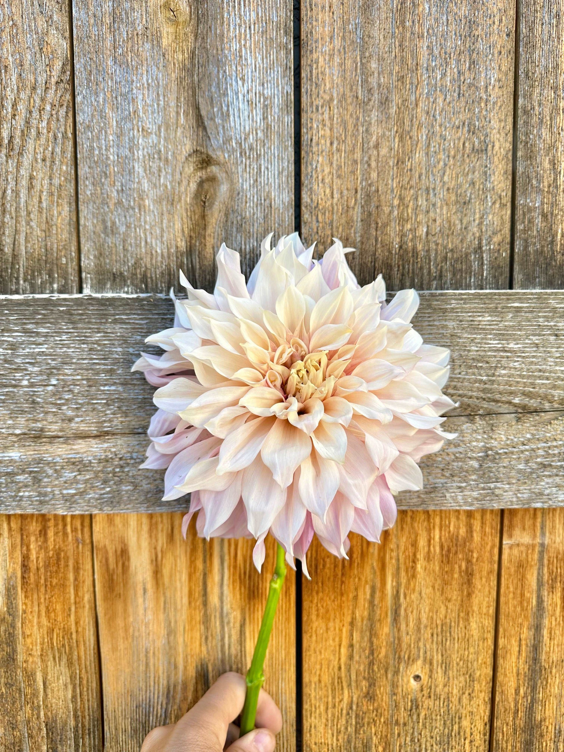 Cafe Au Lait dahlia