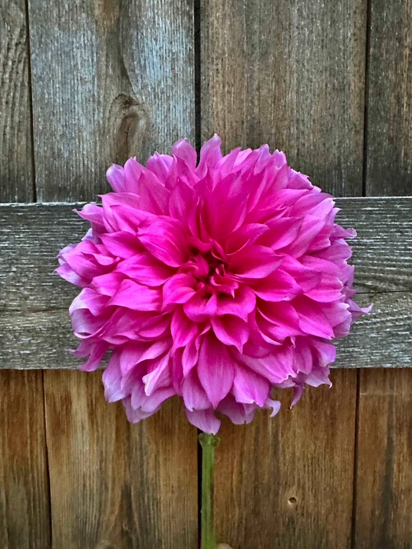 Cafe Au Lait Rose dahlia