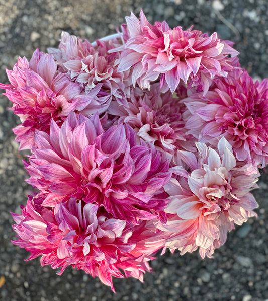Cafe Au Lait Royal dahlia