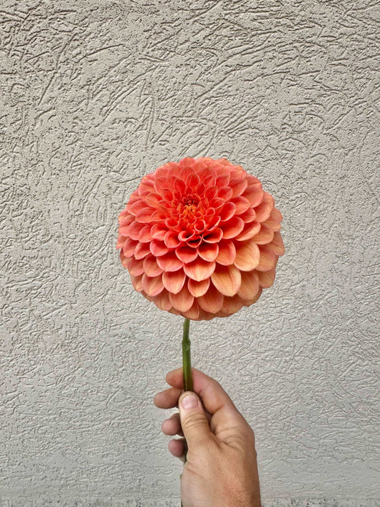 Caleb’s Orange Crush dahlia