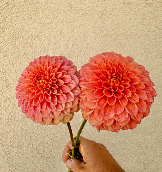 Camano Buz dahlia