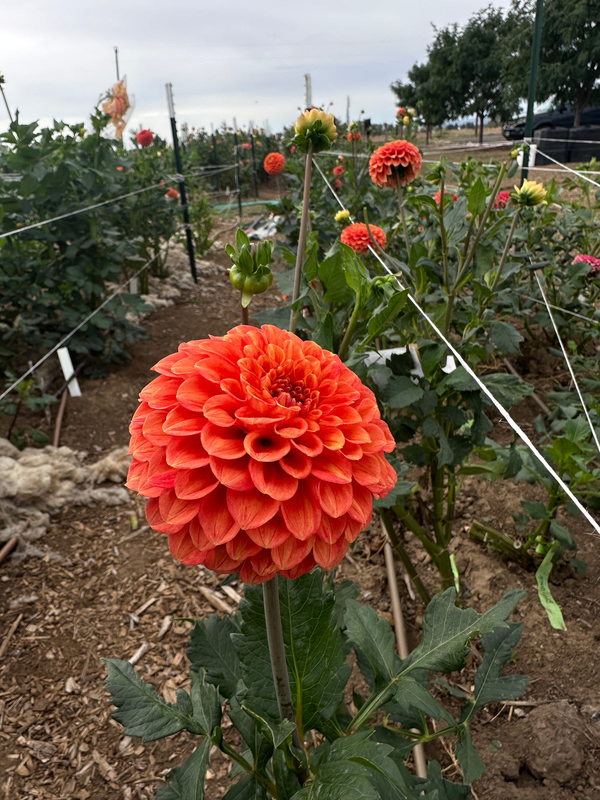 Camano Buz dahlia