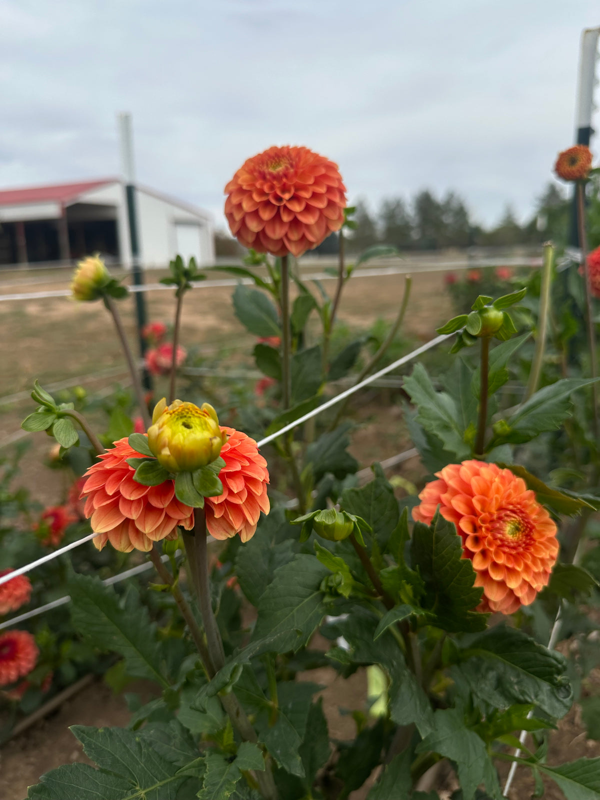 Camano buz dahlia