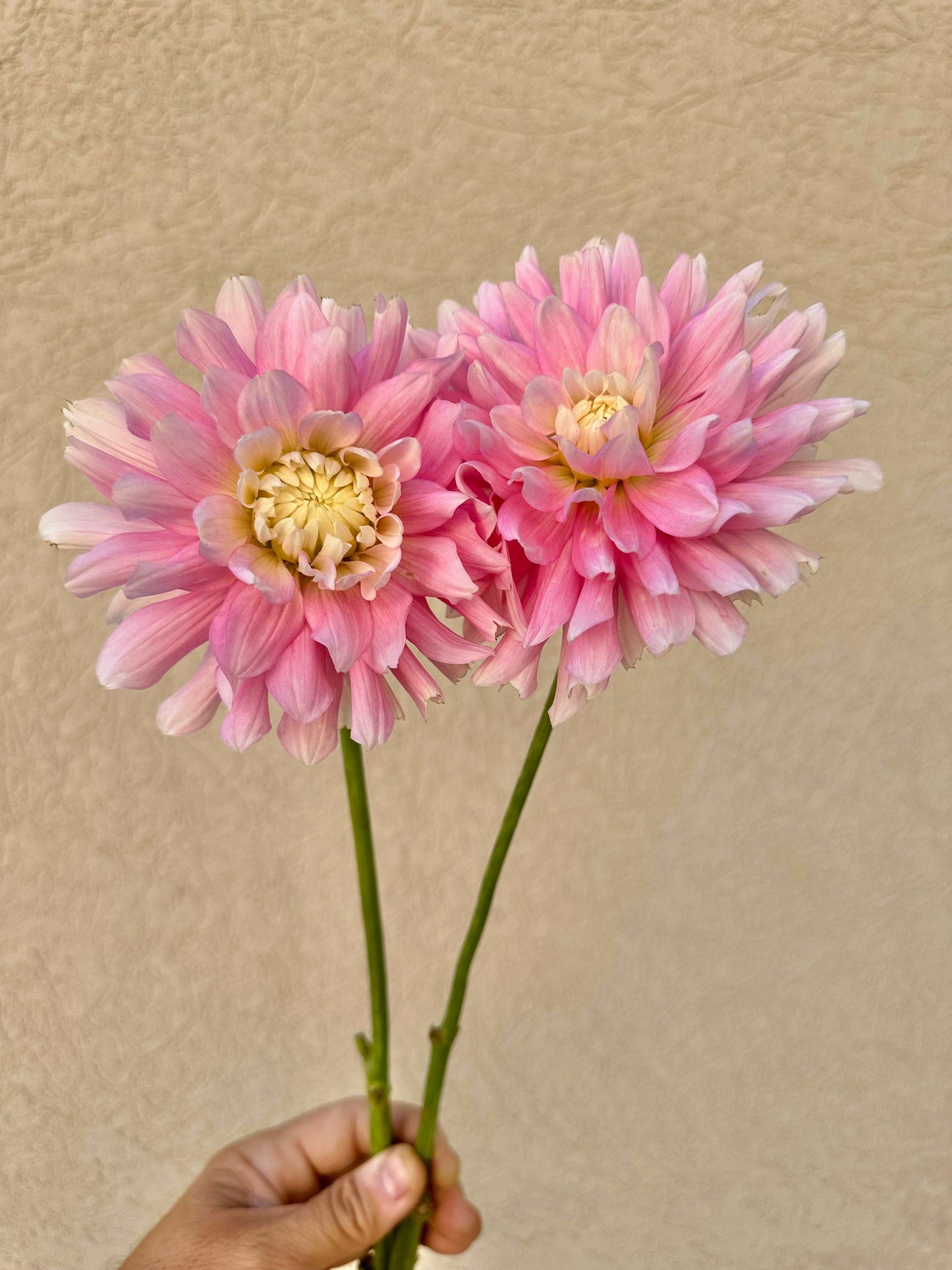 Chilson’s Pride dahlia