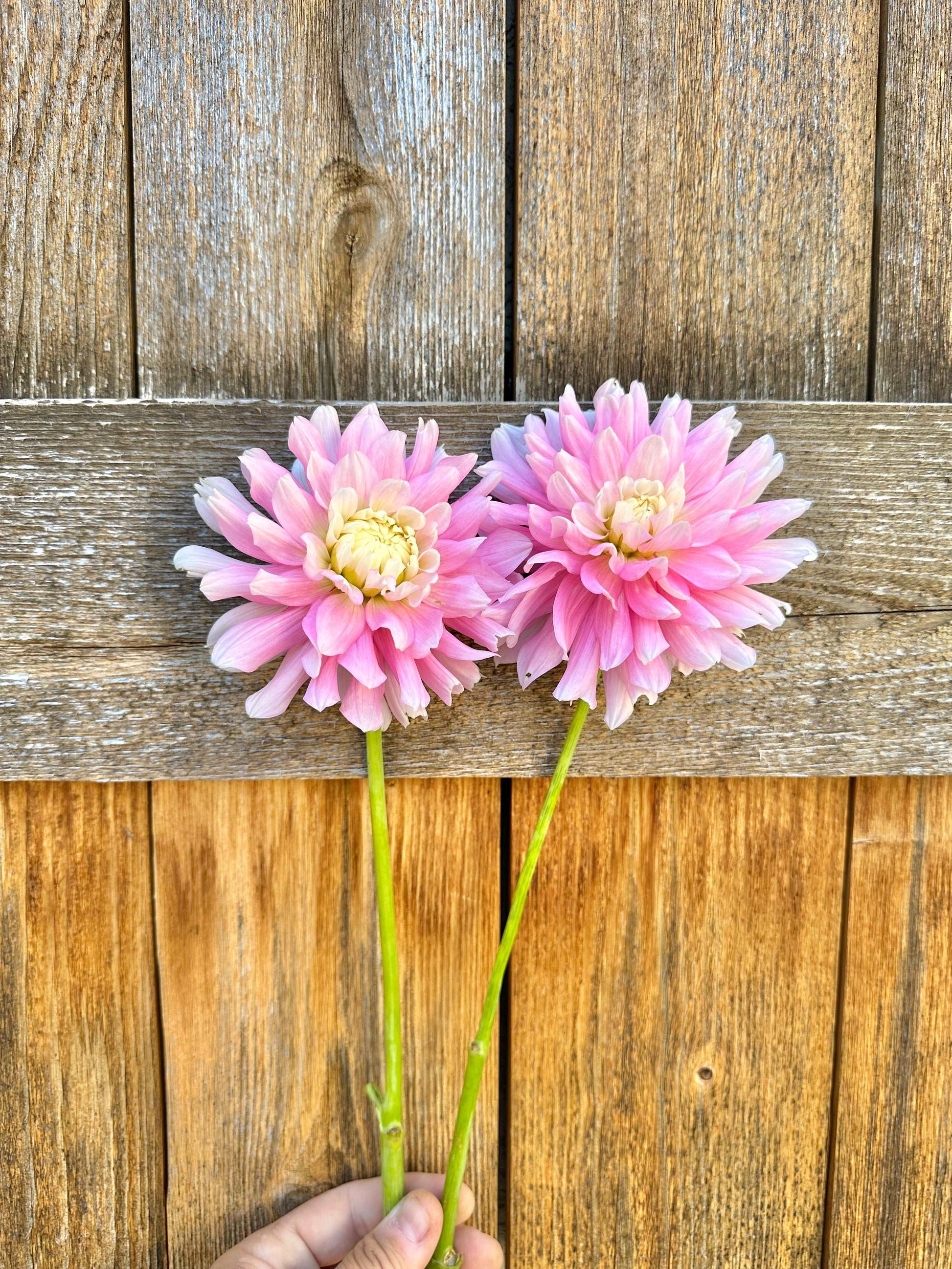 Chilson’s Pride dahlia