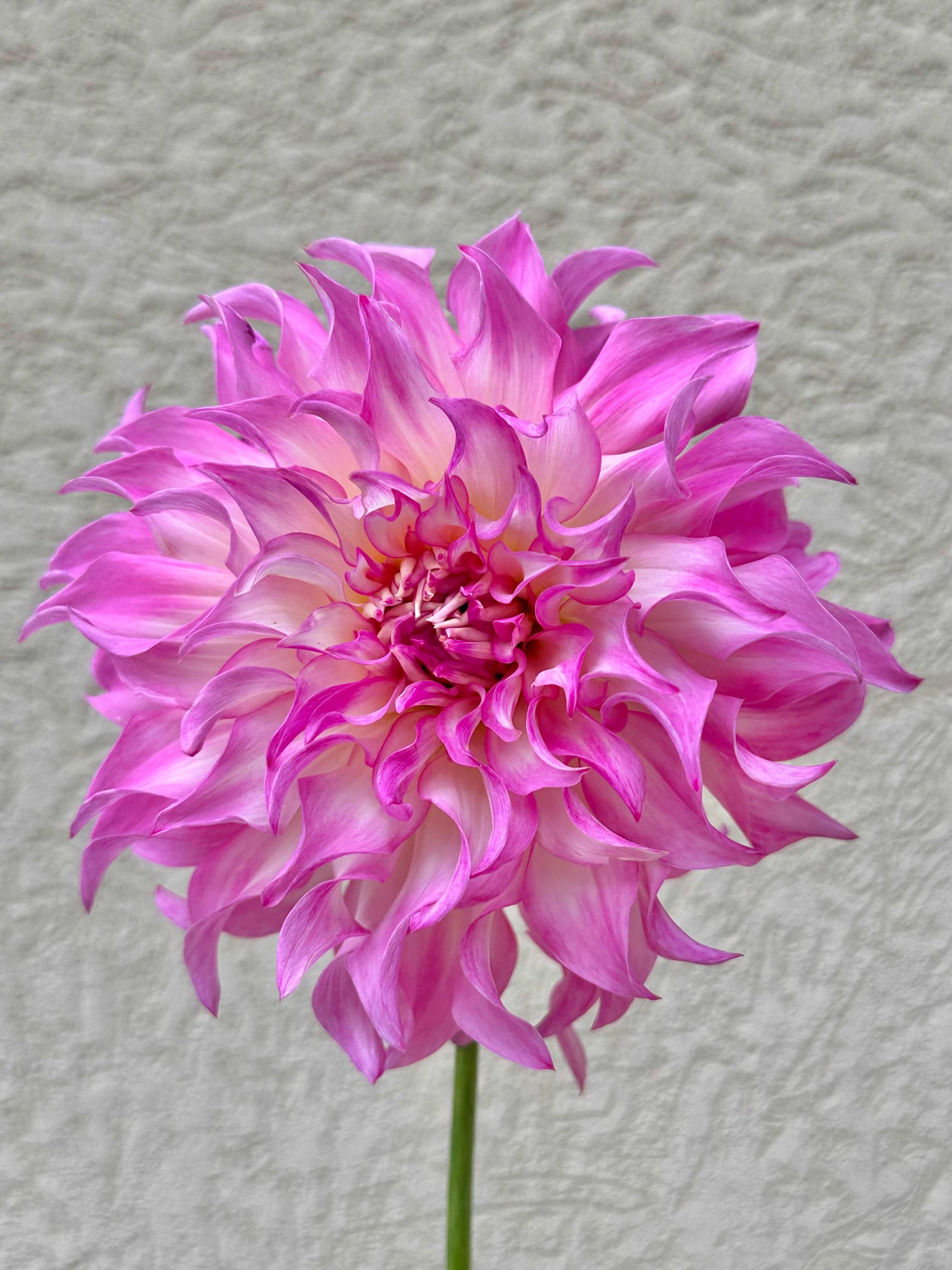 Colorado Classic dahlia
