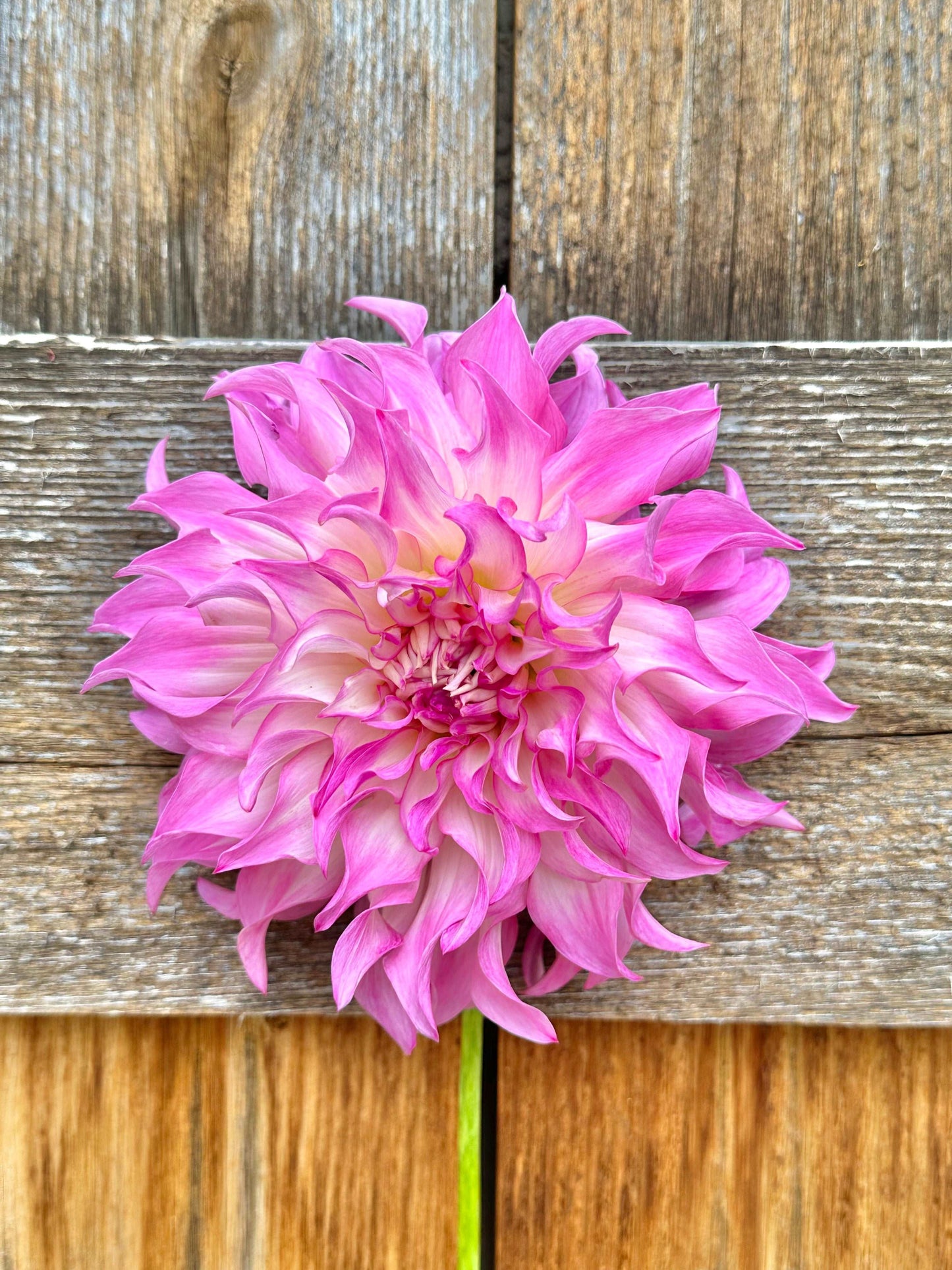 Colorado Classic dahlia