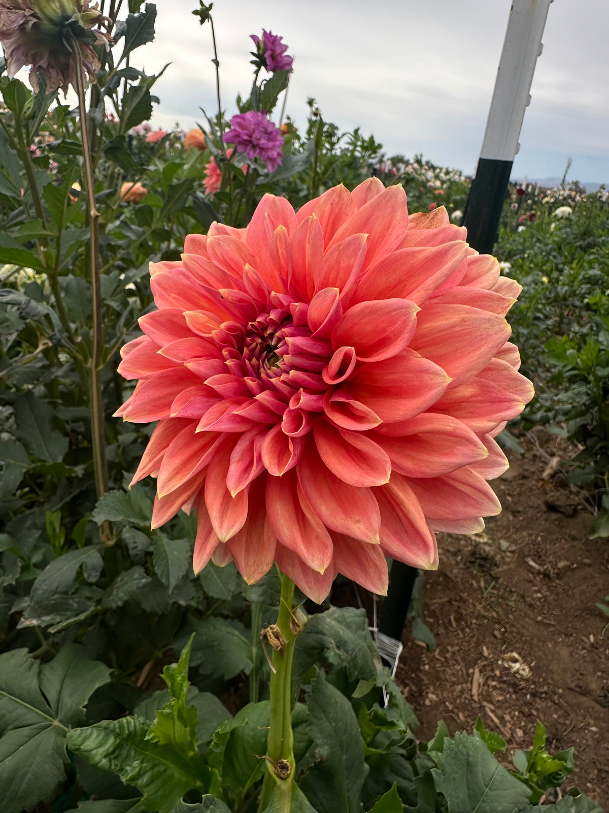 Coral Treasure dahlia
