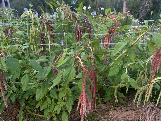Coral hanging amaranth