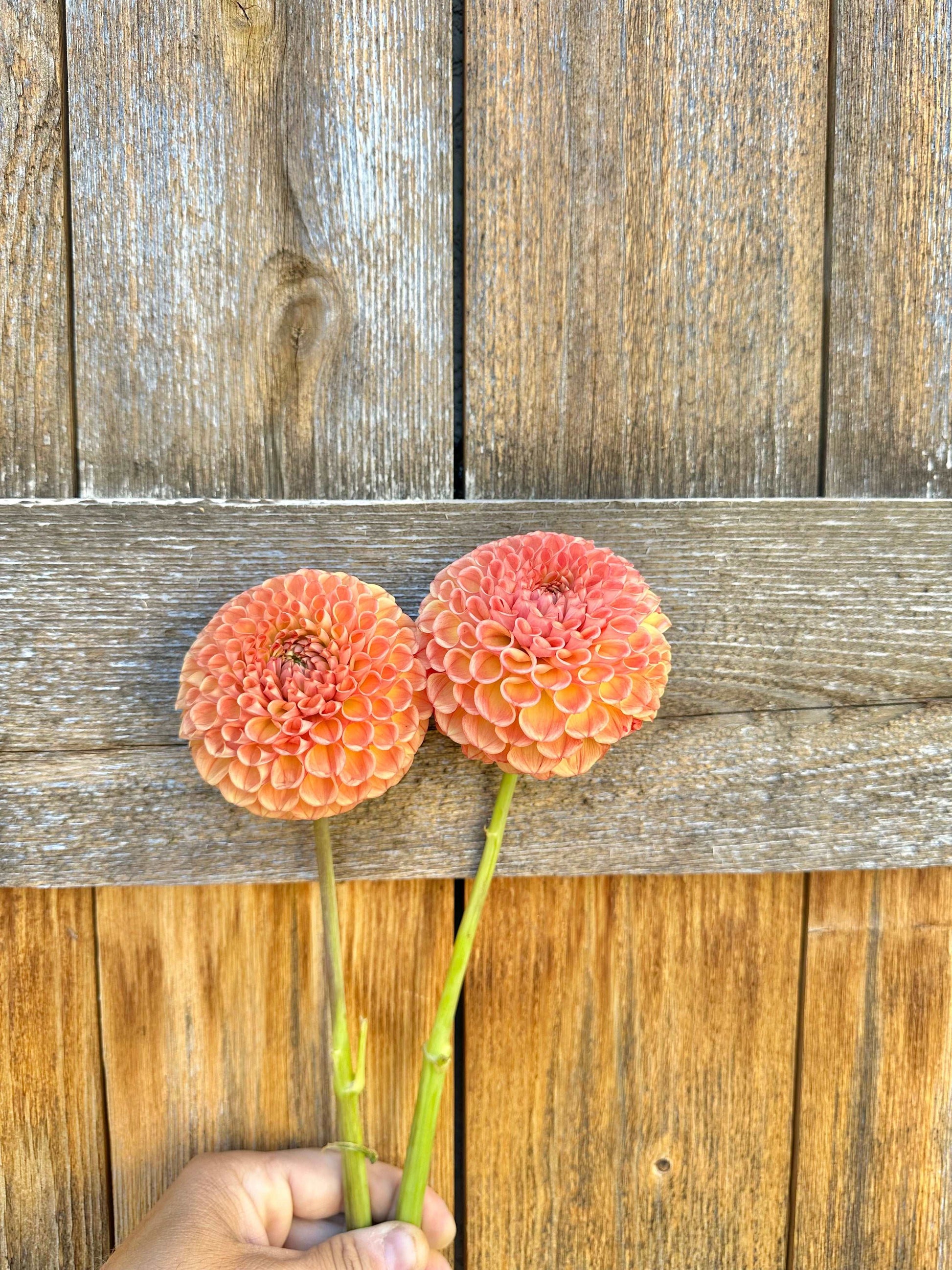 Cornel Bronze dahlia